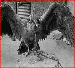 Kvntvr : Shining Path